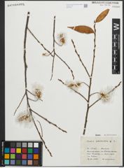 Foto von Salix pentandra L.